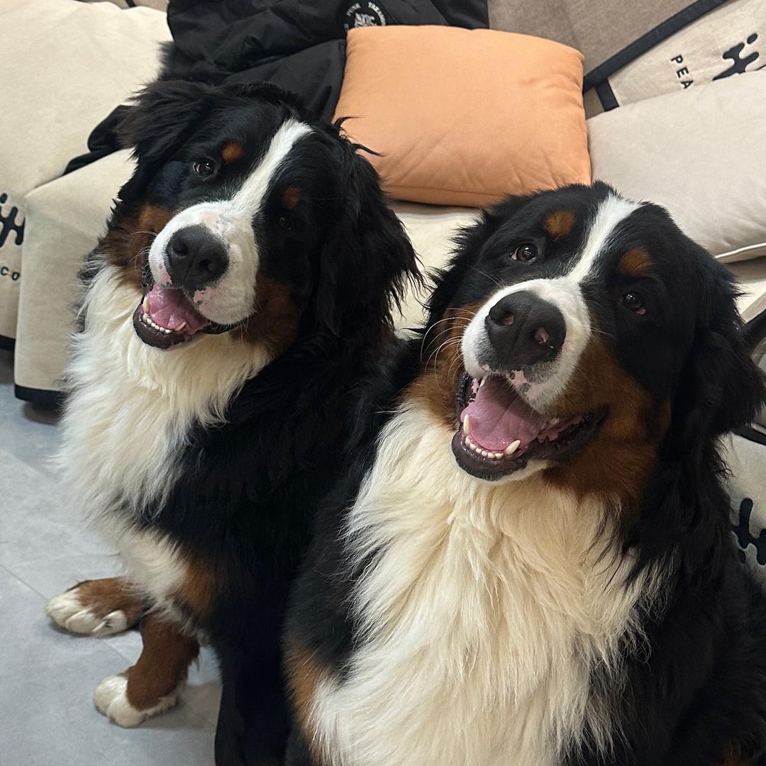 伯恩山的伯恩.乖乖