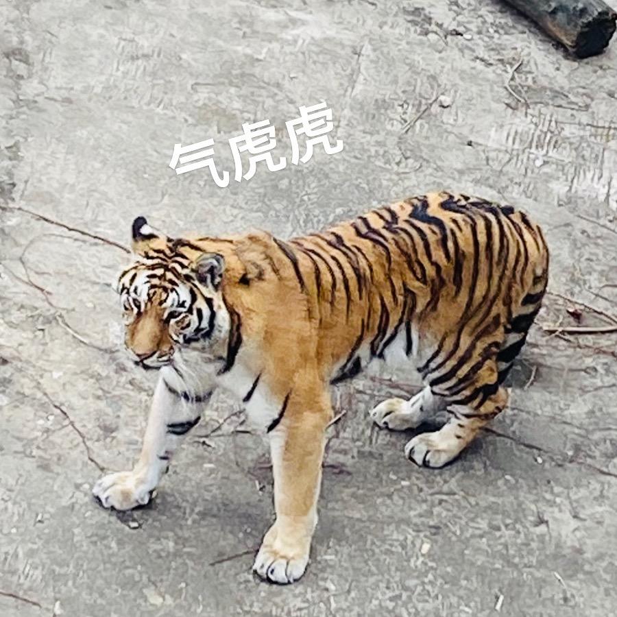 于勒叔叔今天必须给我开牡蛎吃