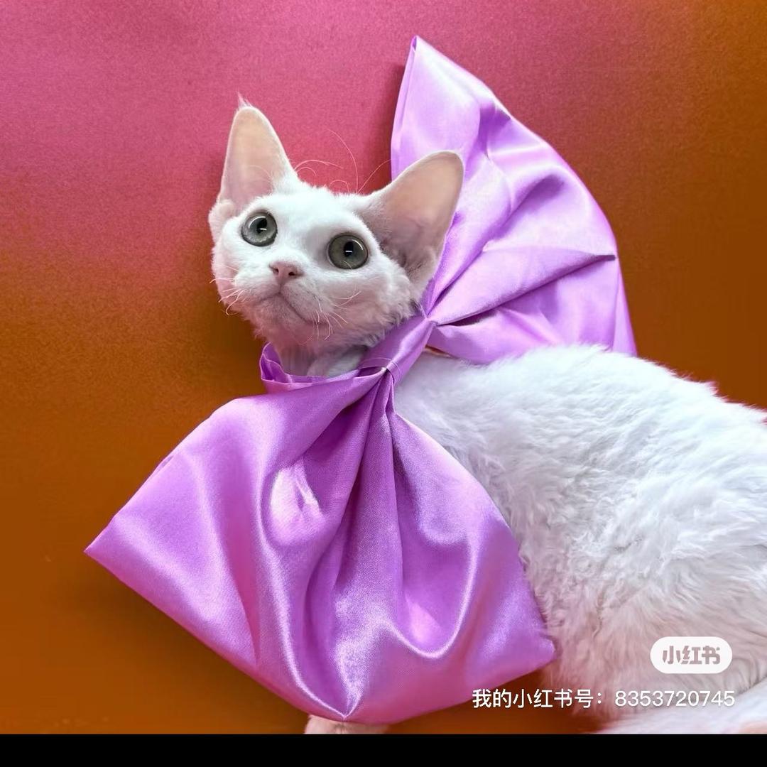 YiRan德文卷毛猫🐱