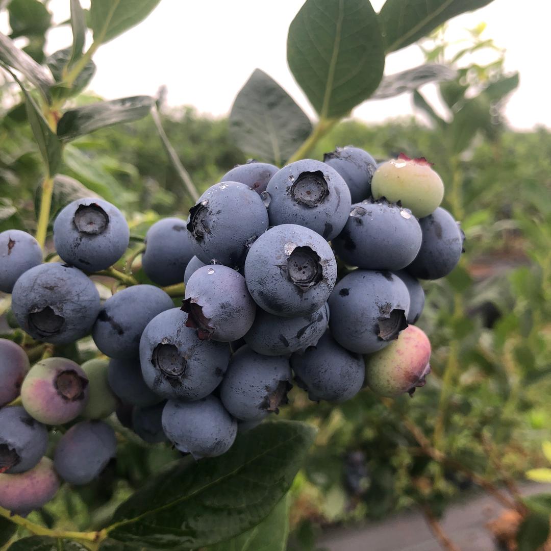 日照慧赐粮疏种植家庭农场