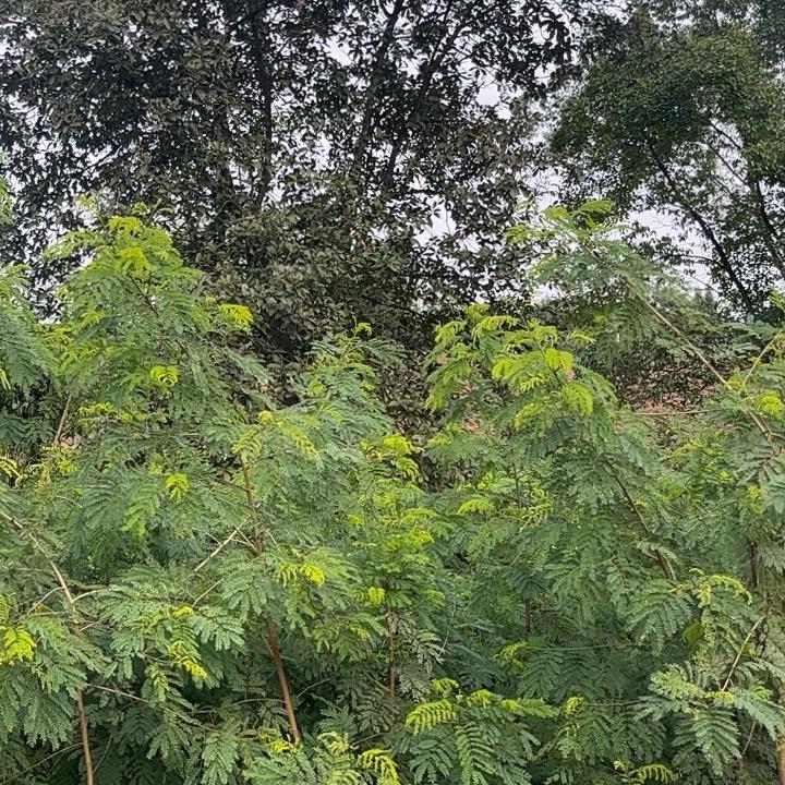 🦁🦁🐻‍❄️🐻‍❄️🐨🐨🐭