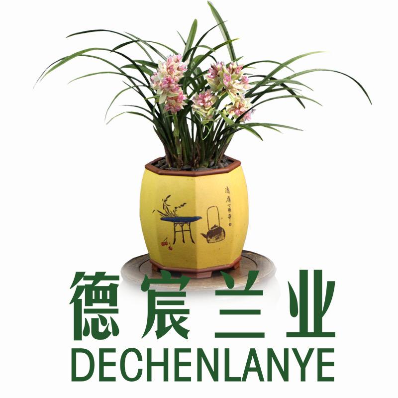 德芳兰业翁源县德芳兰园有限公司绿植专卖店