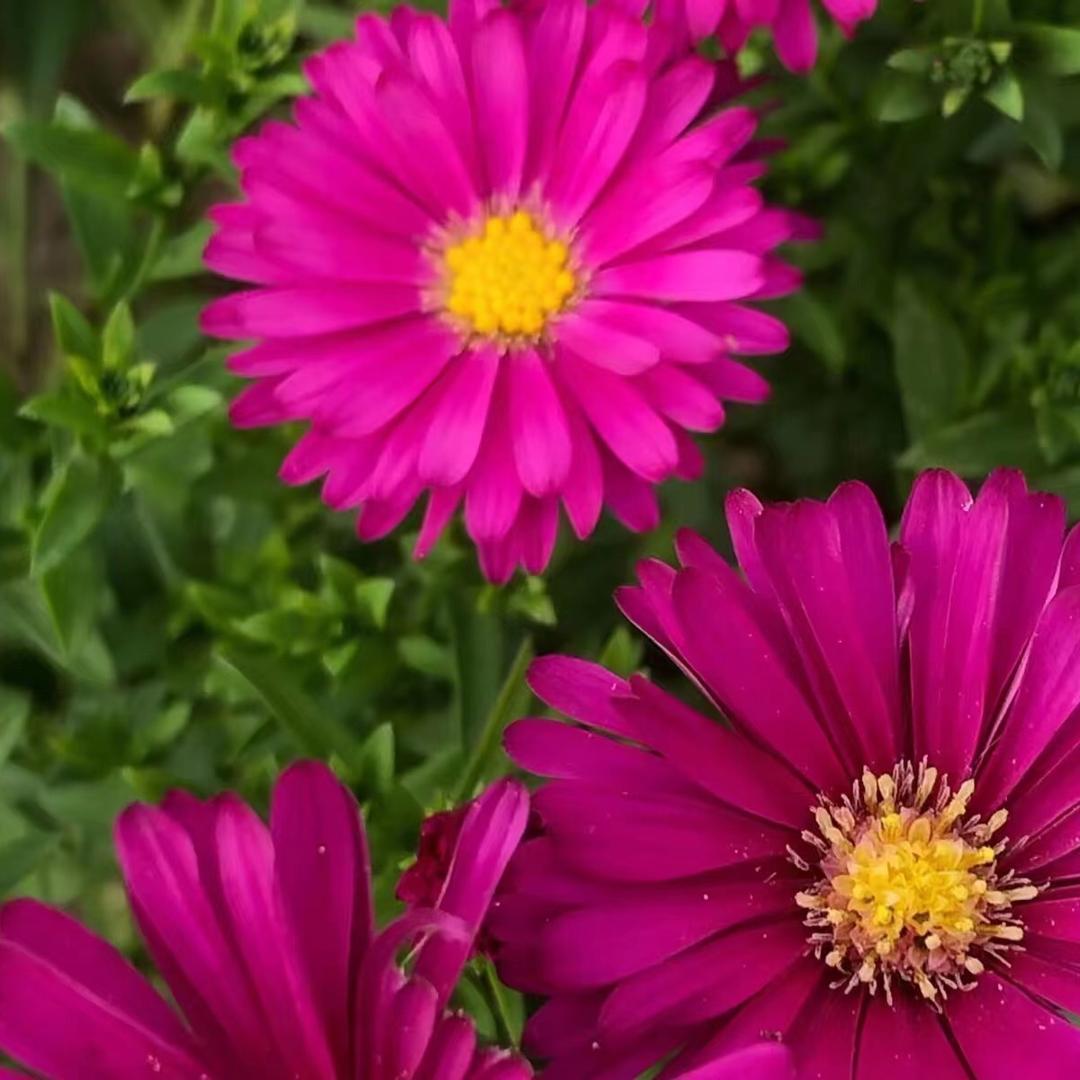 小吉祥花卉绿植