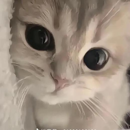 双下巴小姐