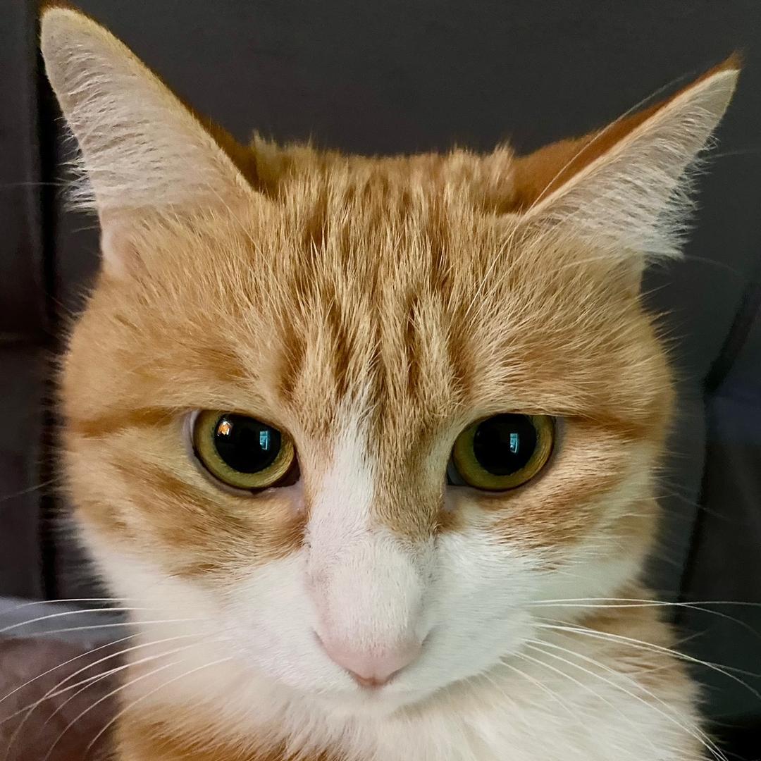 橘猫是只瓜