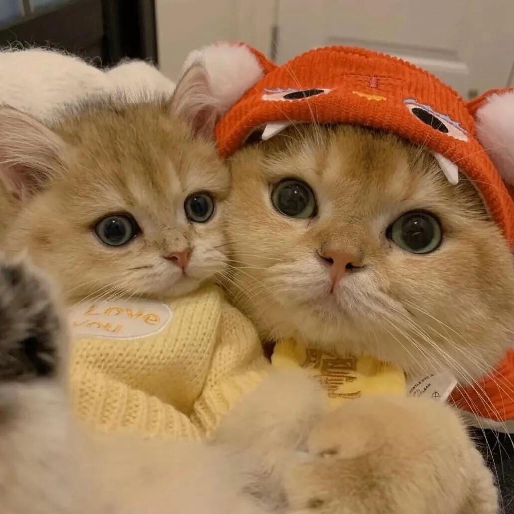 养只小狗叫馄饨