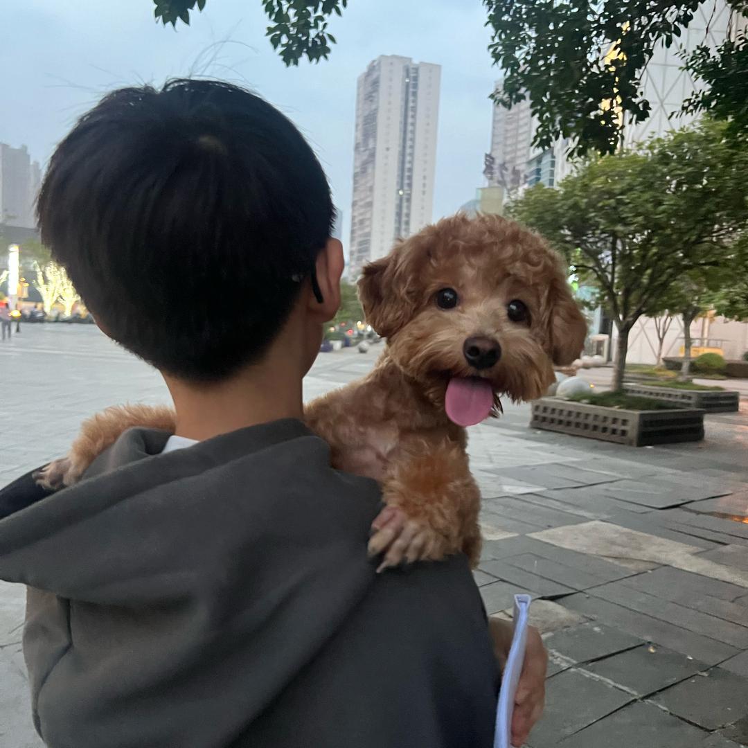 泰迪串串姐和棉花弟
