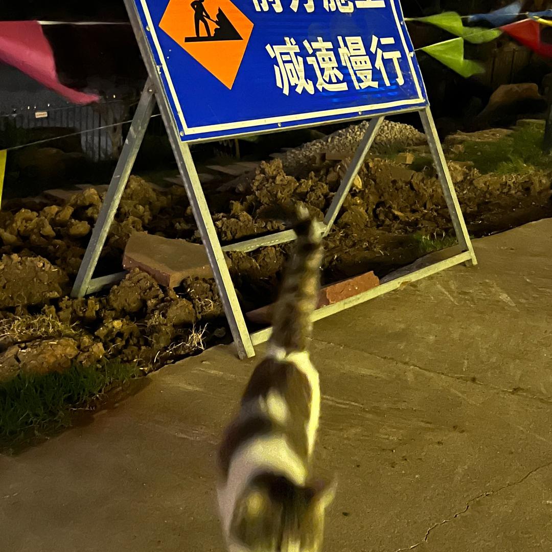 流飞飞
