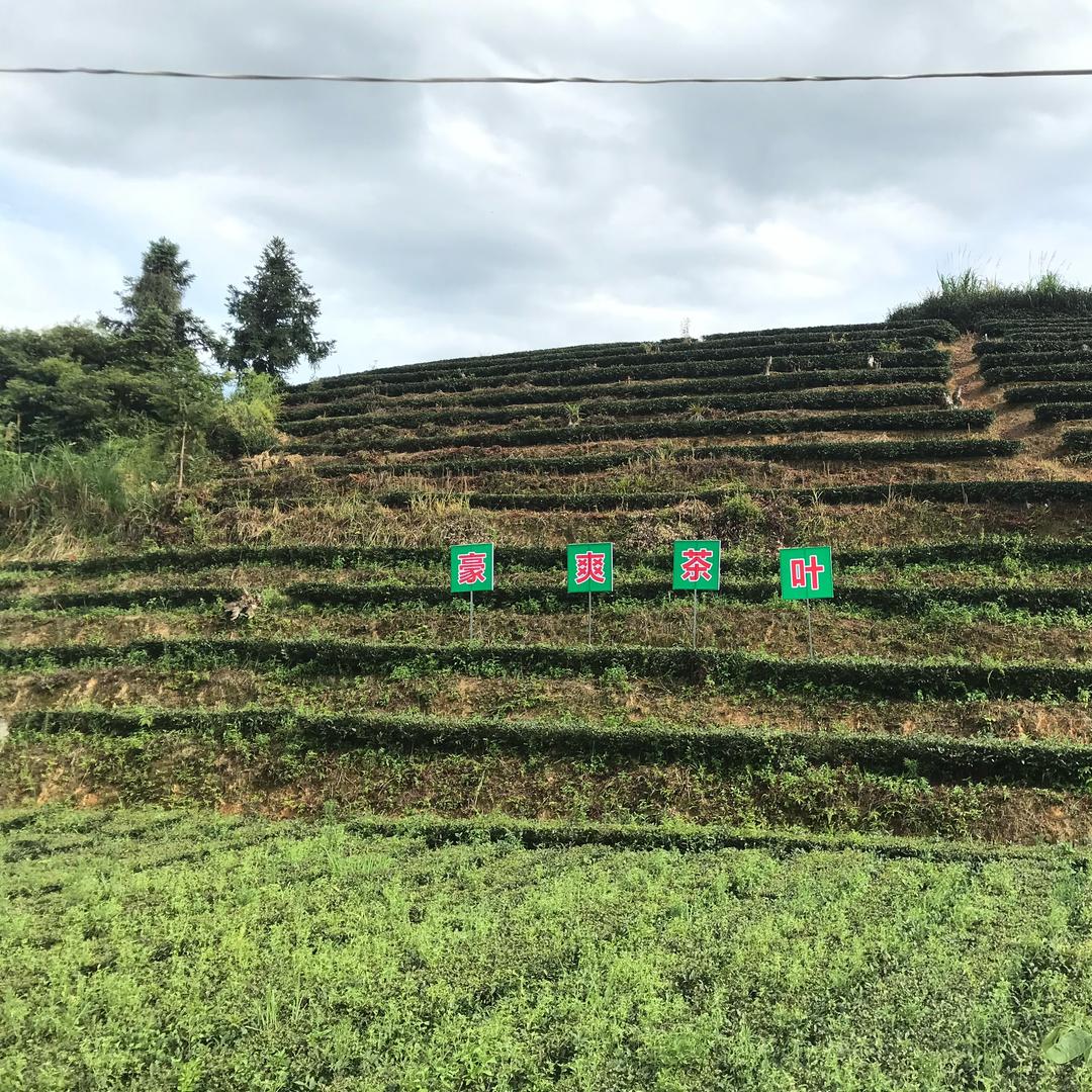 安溪豪爽茶叶
