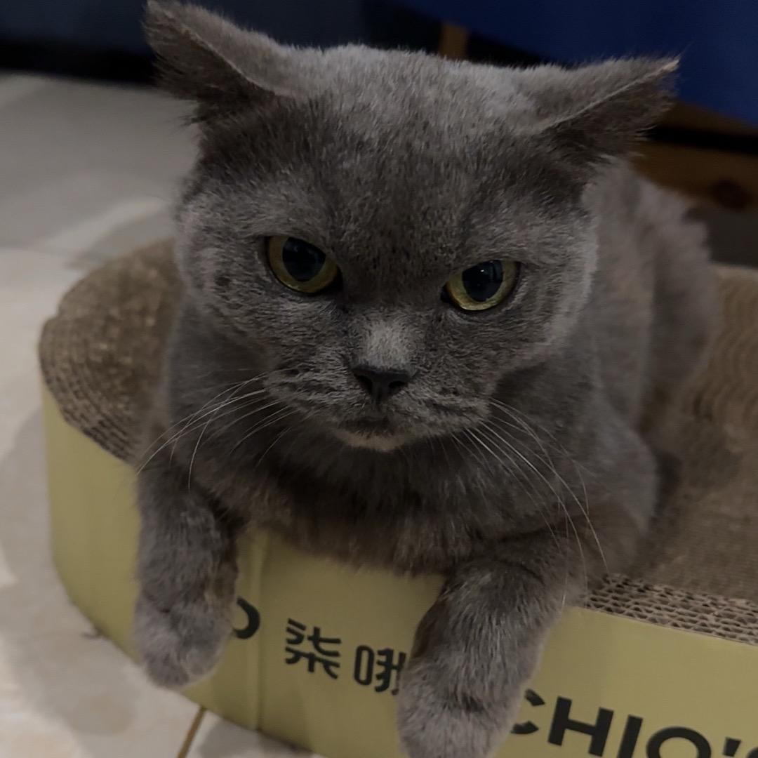 @年糕是只猫🐱@