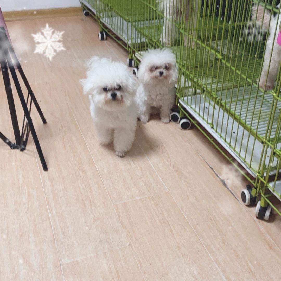 嘟嘟宠吧官方号