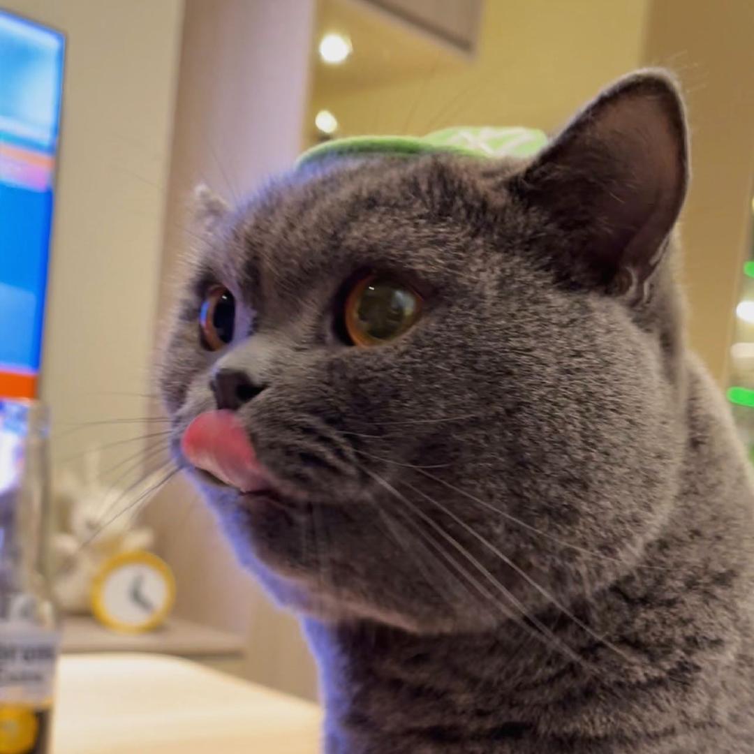 黑猫土狗