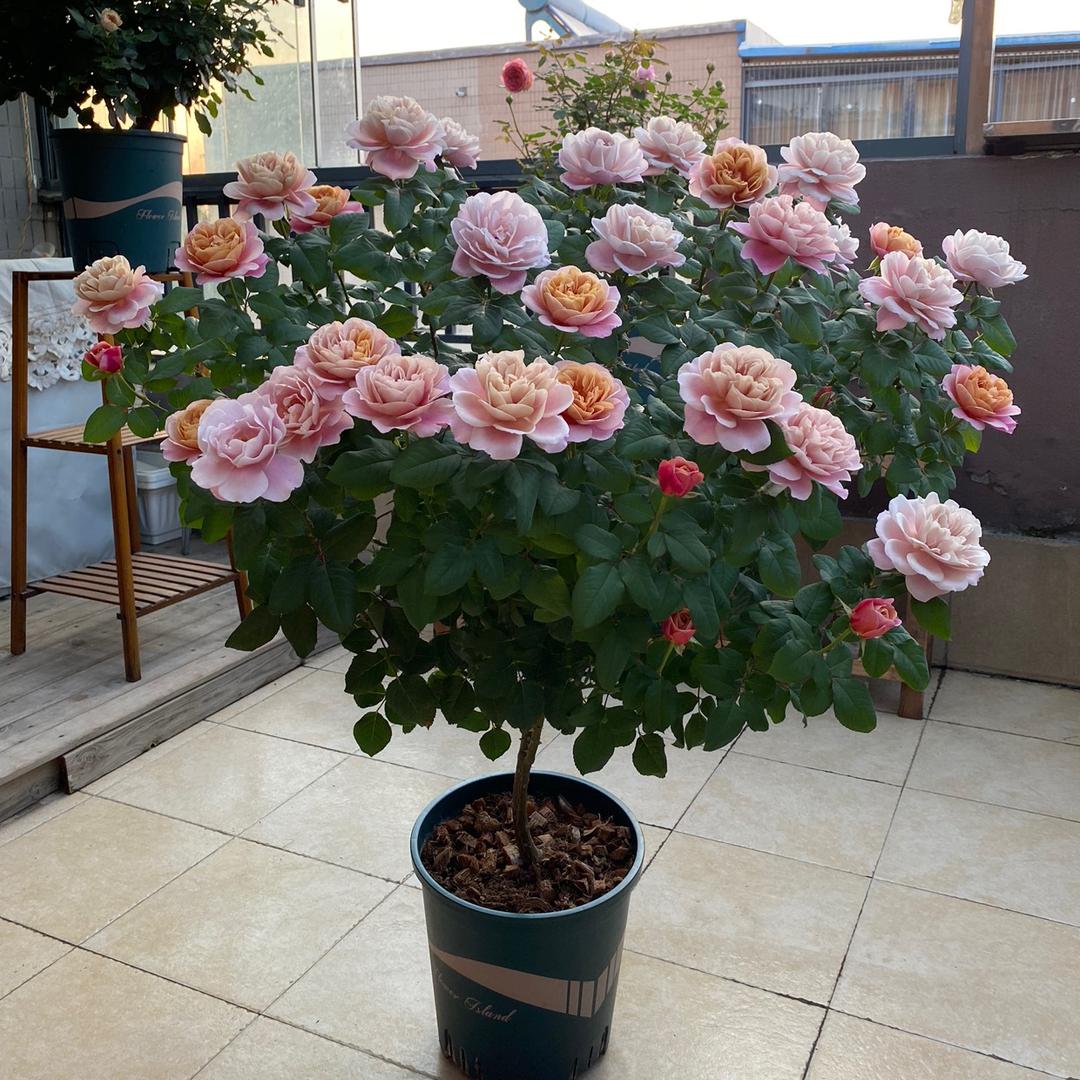 花开花落了