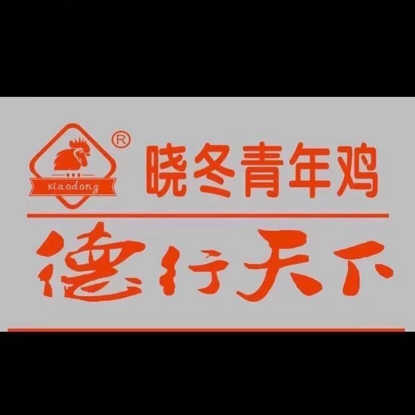 晓冬禽业-青年鸡-李佳旋