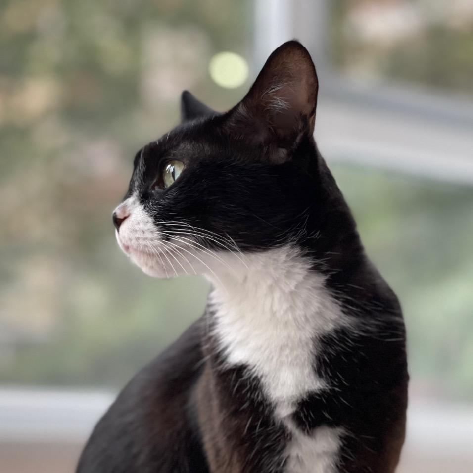 迈巴赫和迈小崽