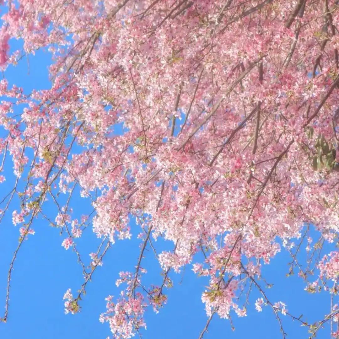 源头村基地
