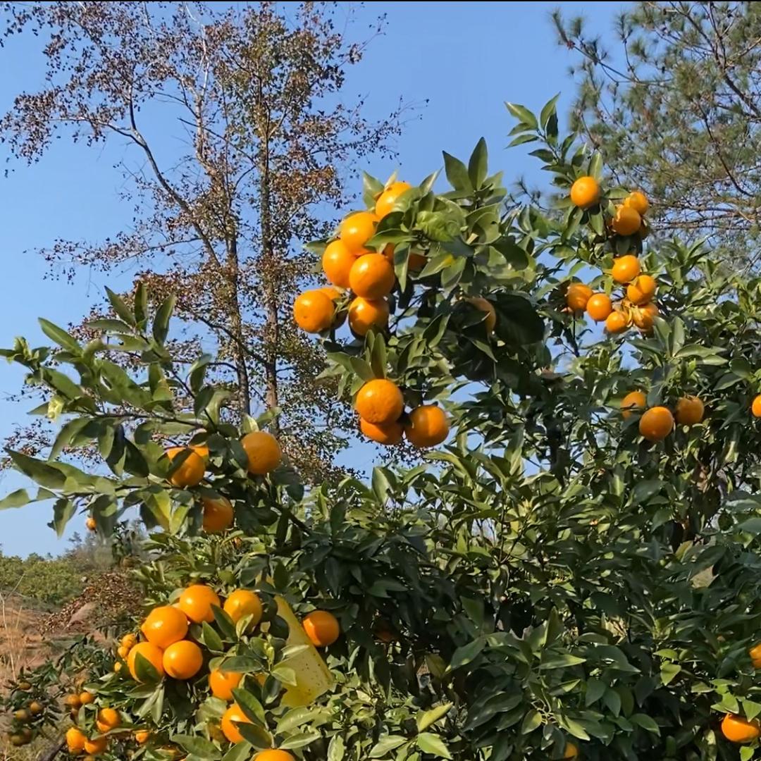 沃柑成熟啦~