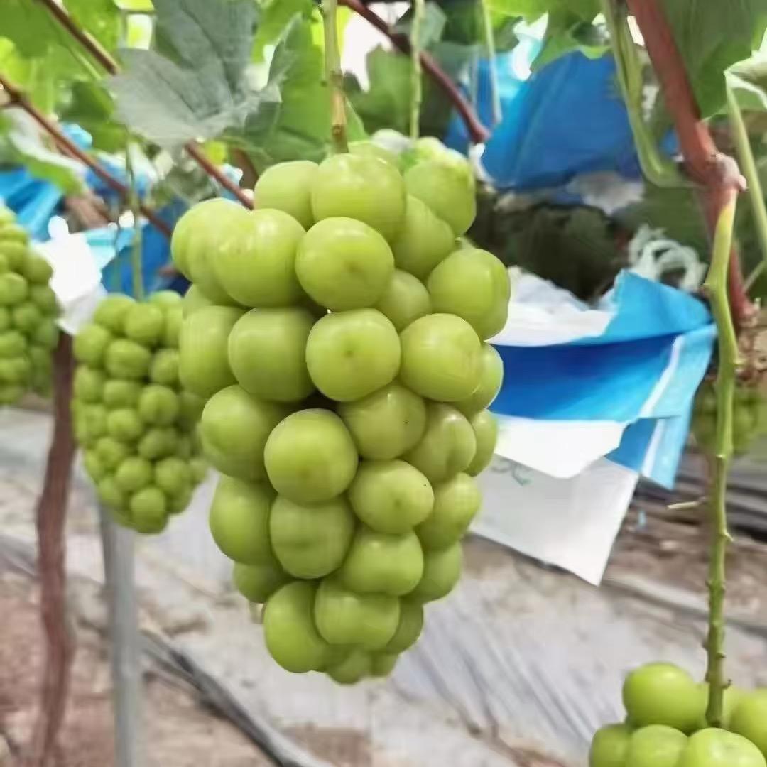 一生无悔