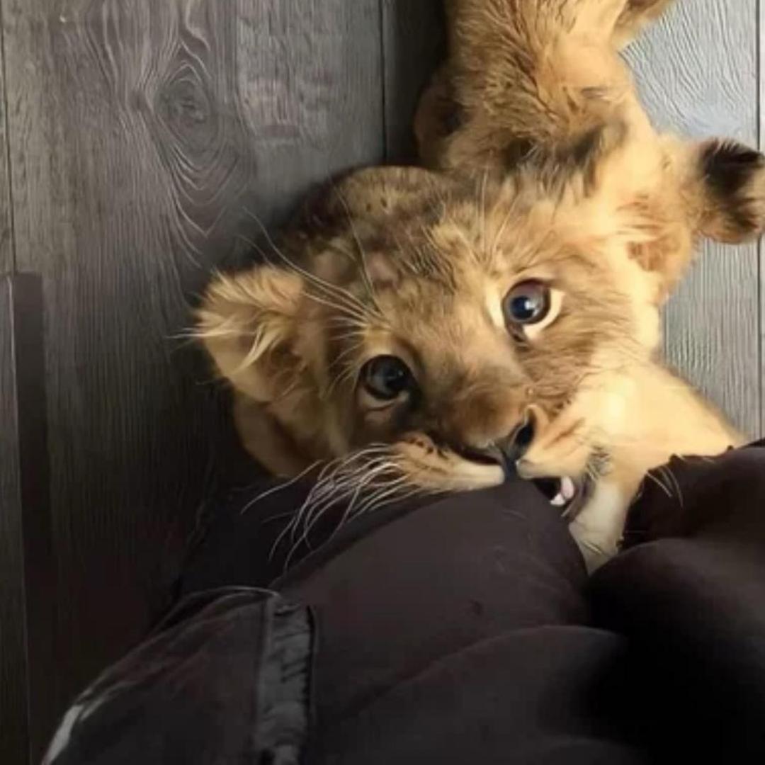 ㅤㅤ    ㅤ￴ ￴ 当人好难