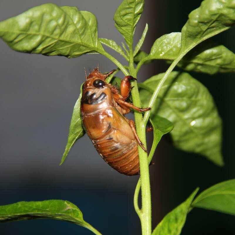 莱西亿隆金蝉养殖繁育基地