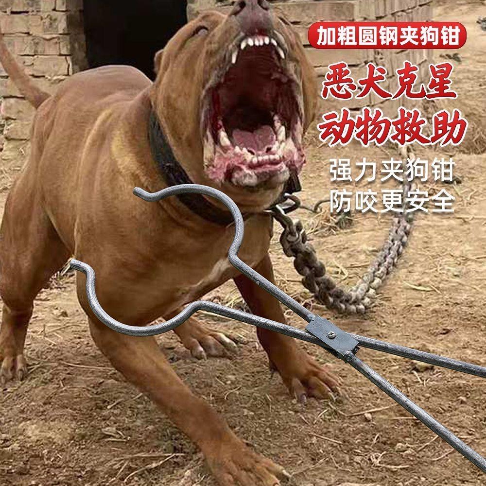 专业套狗（全国套狗王）