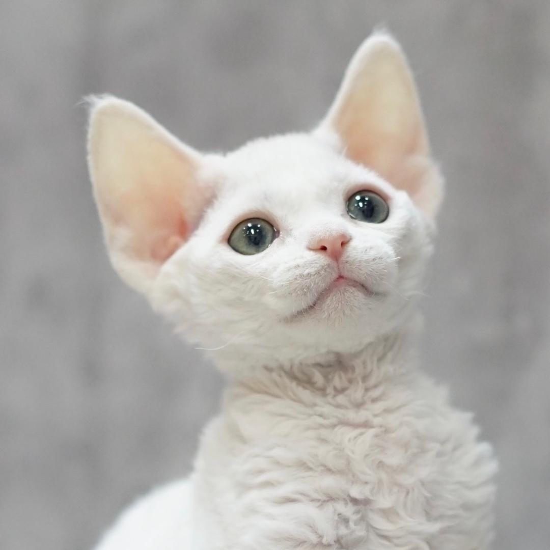 小猫来了·猫舍（杭州临平店）