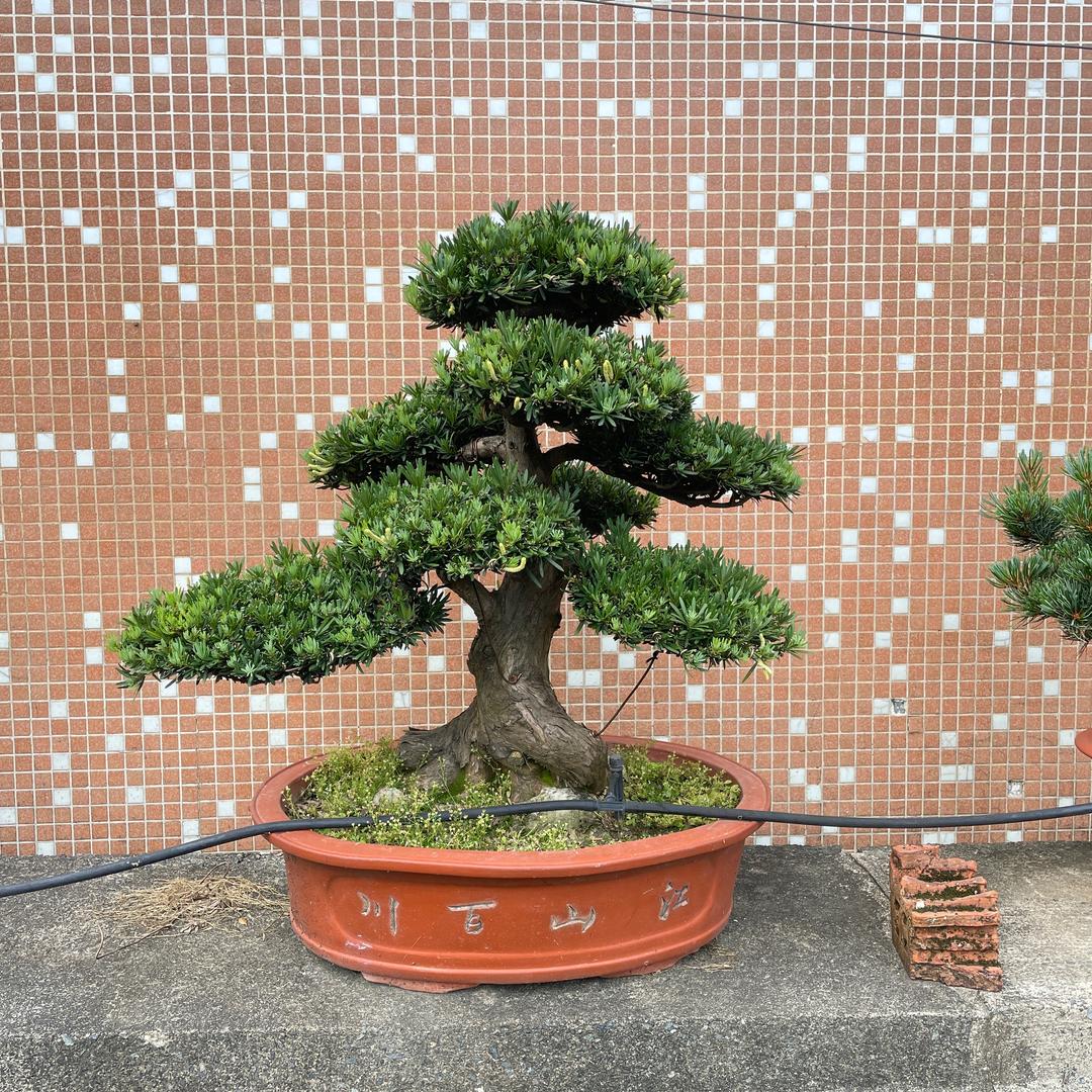 瑾梦盆景园艺