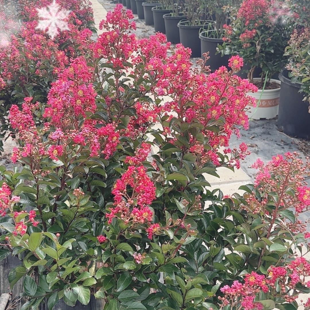 春裕香花卉园艺场