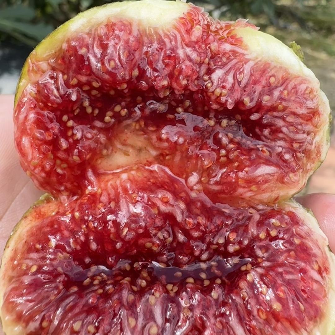 小掌柜家的无花果