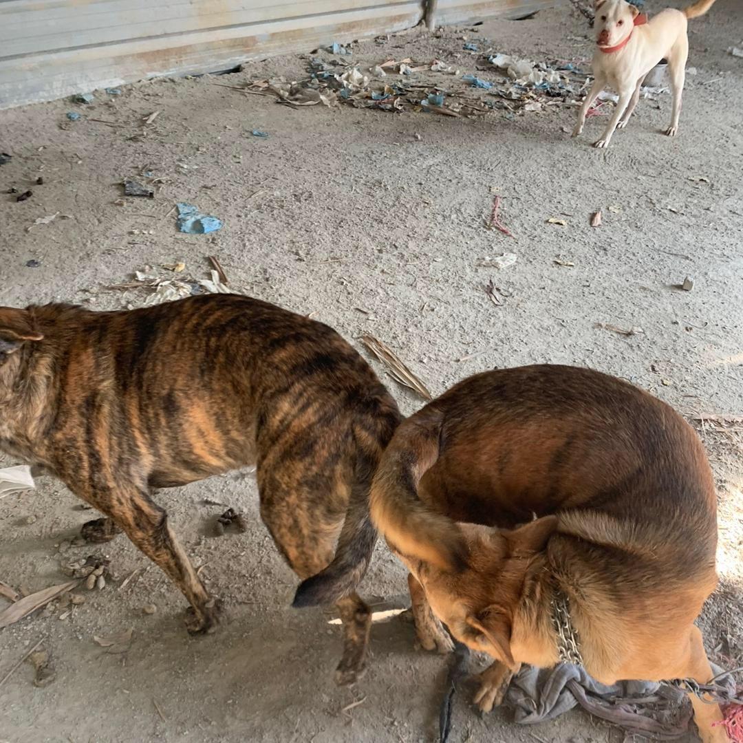 宠物爱好者．．🐶🐶
