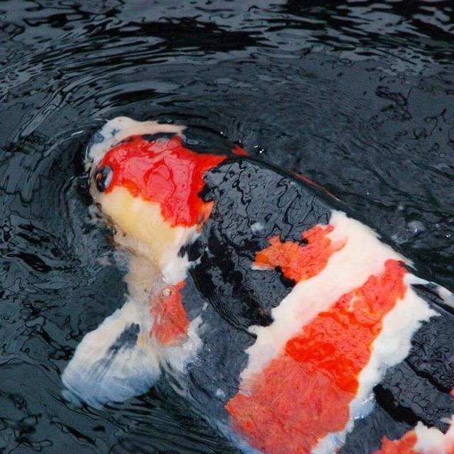 独自旅行