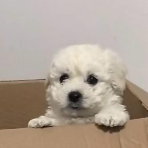 金子是只小比熊