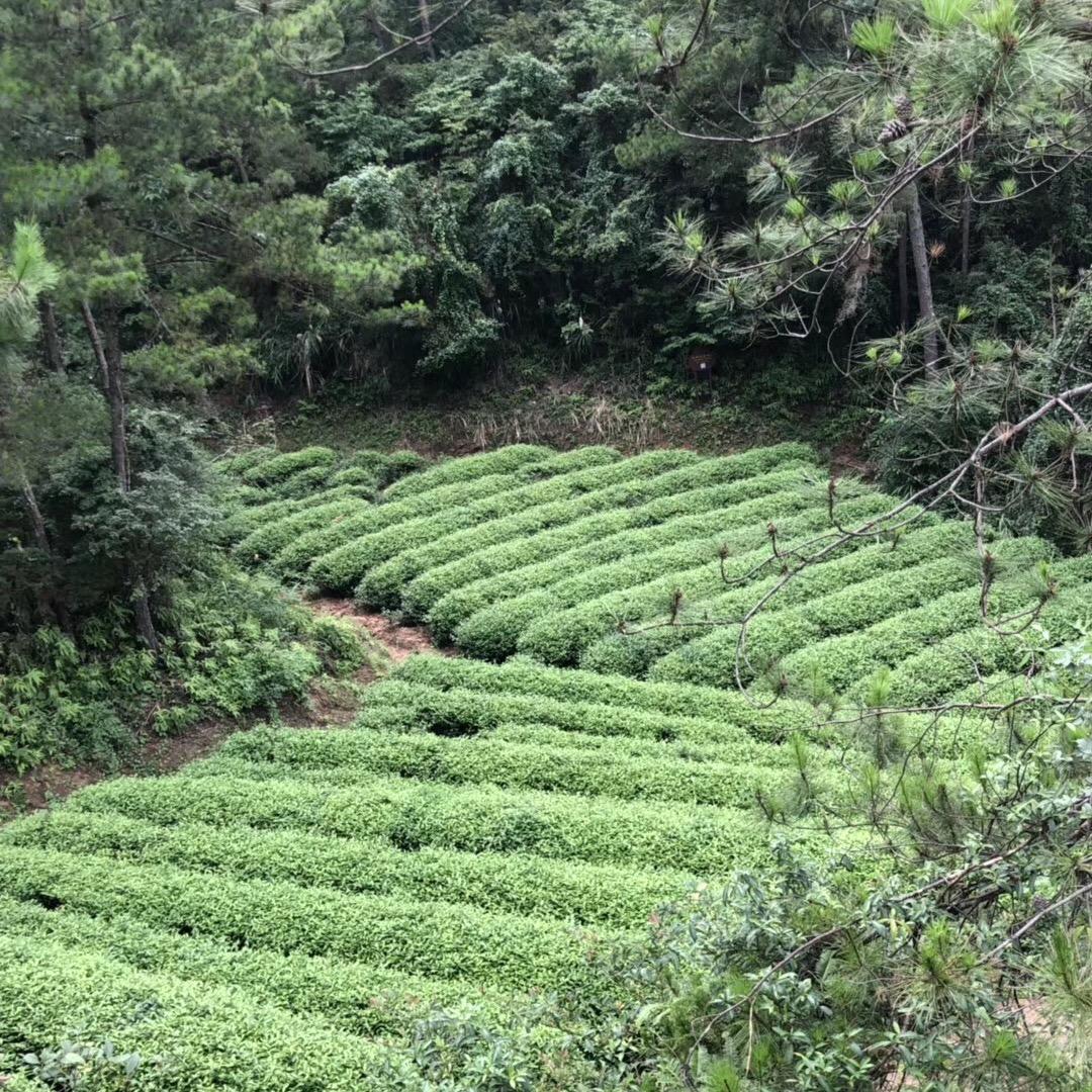 茶人茶事
