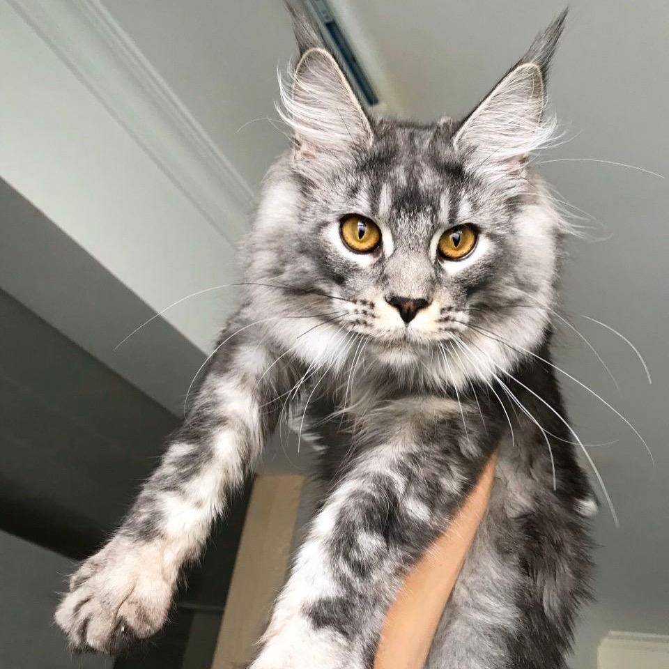 9zyyyy