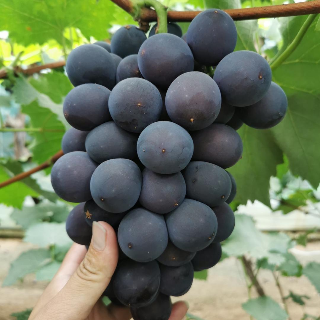 悠蜜果业
