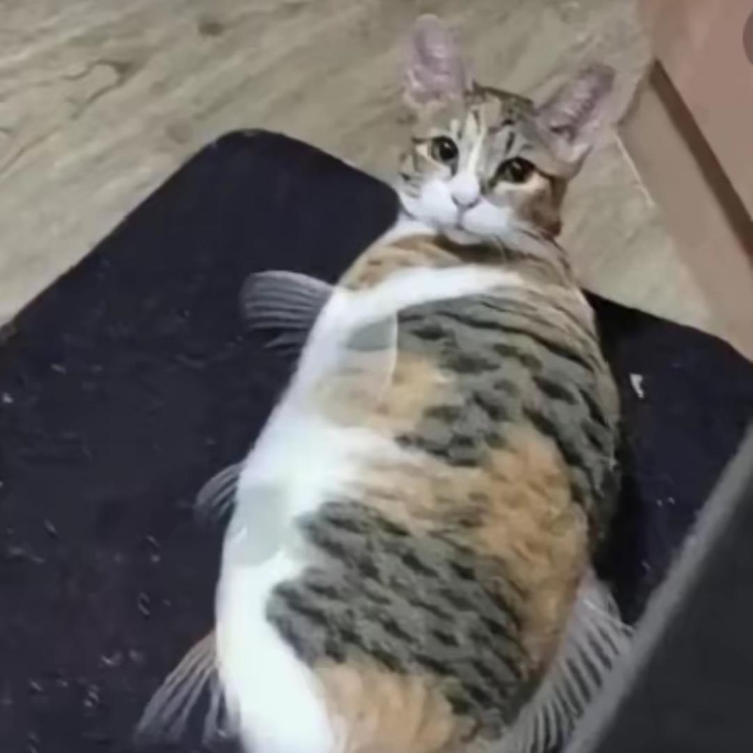 一只臭猫