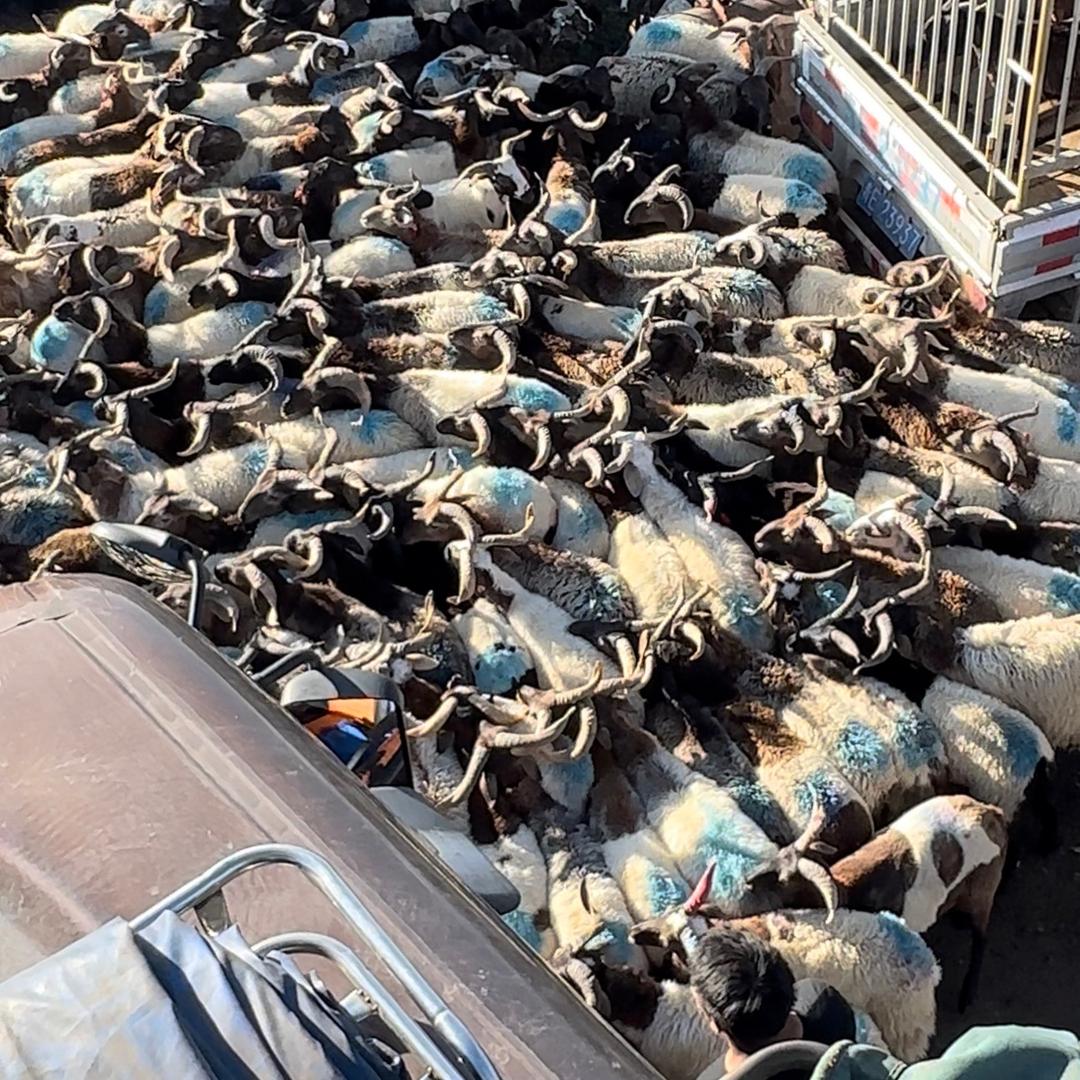 A青藏牛羊直销·才华