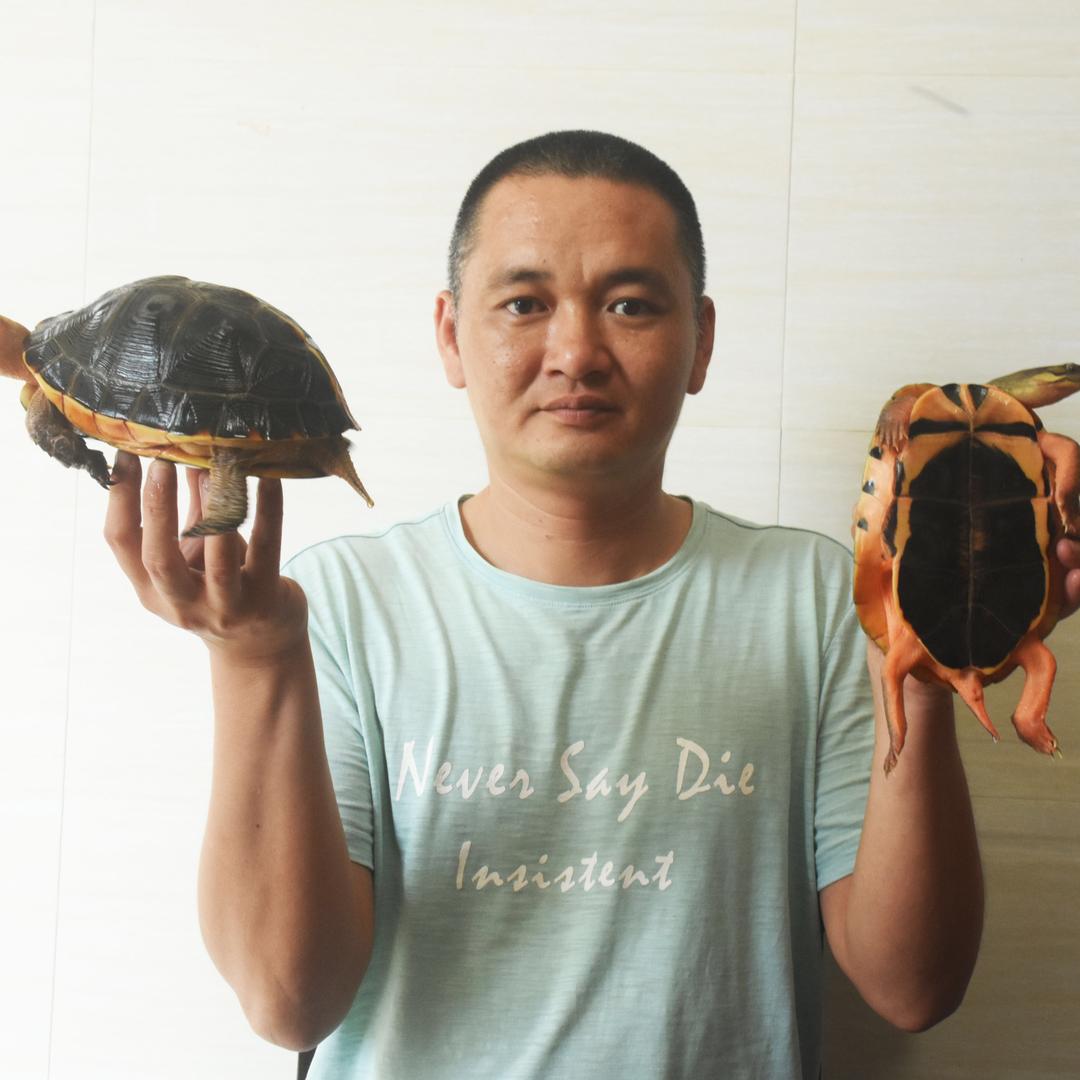 光仔说龟