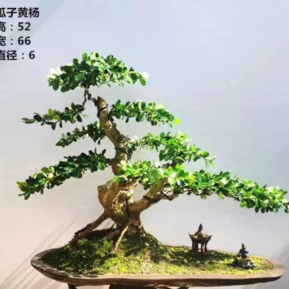 绿仙林园艺场