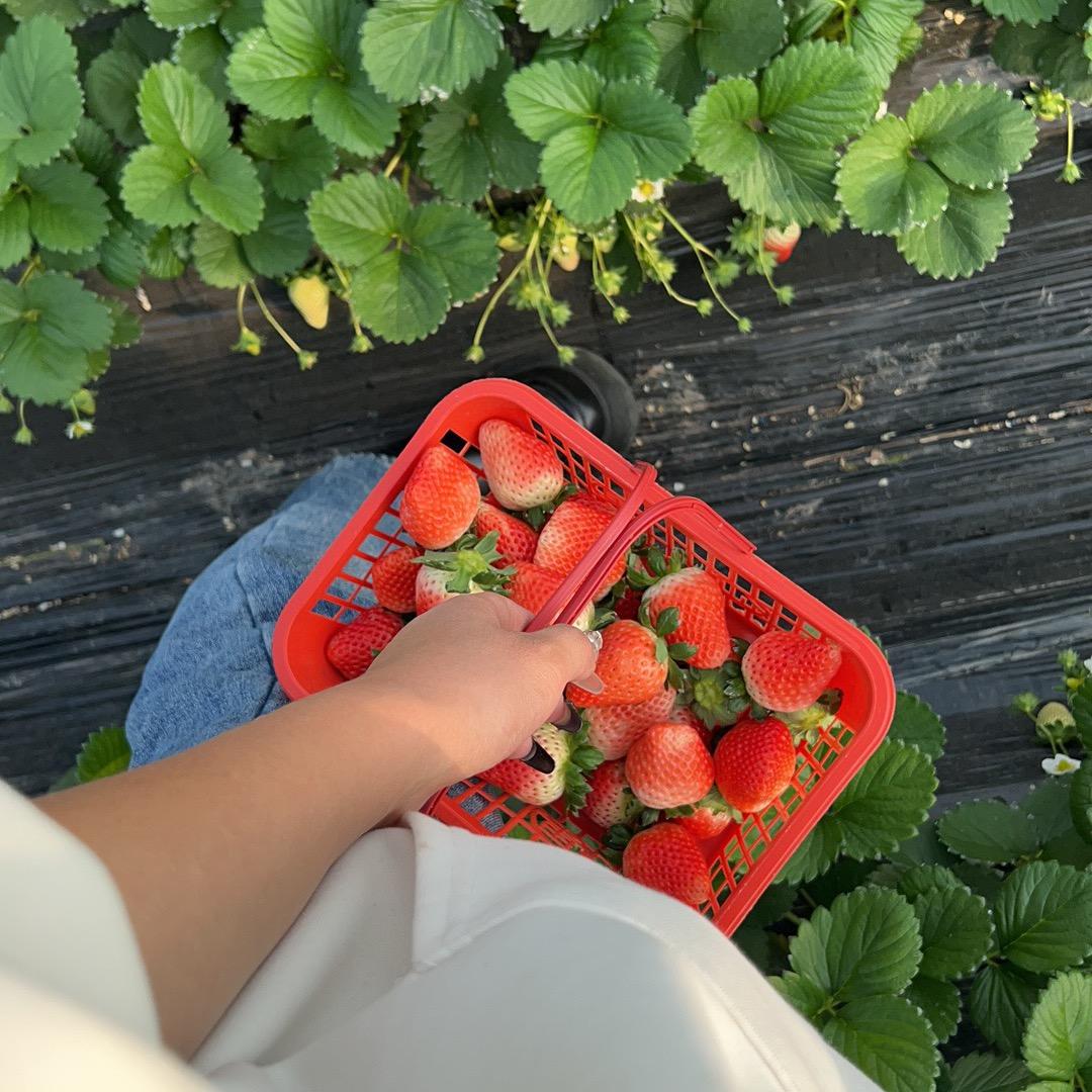 咱家的果篮子（草莓版）