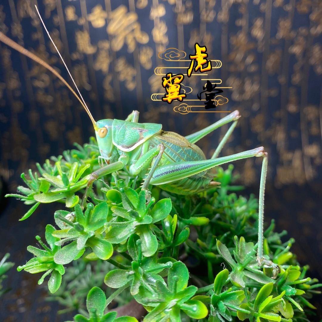虎翼堂文玩