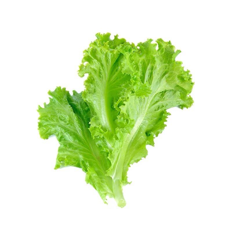 生菜_