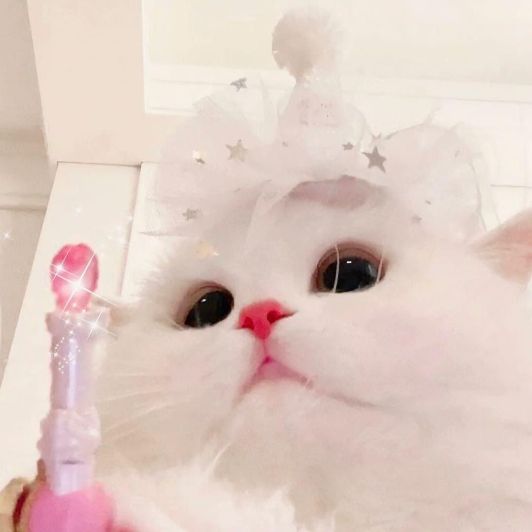 不知名美女
