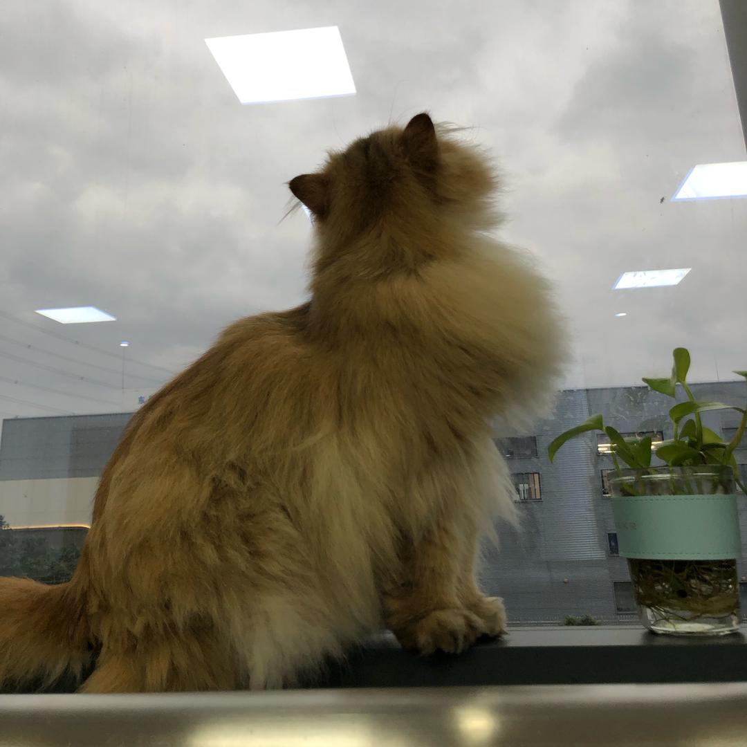 别吃我蛋糕没有为什么