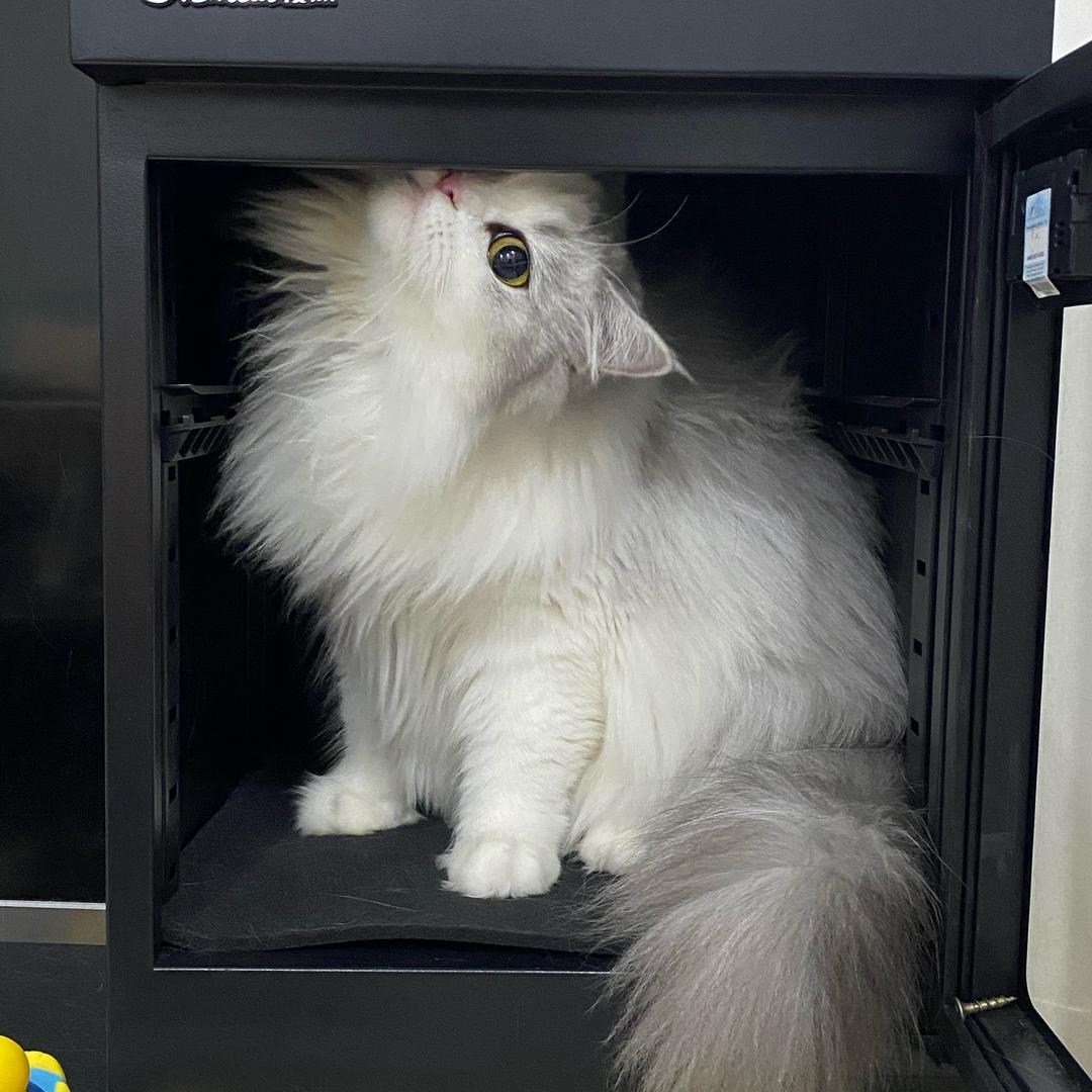 干一碗猫饼