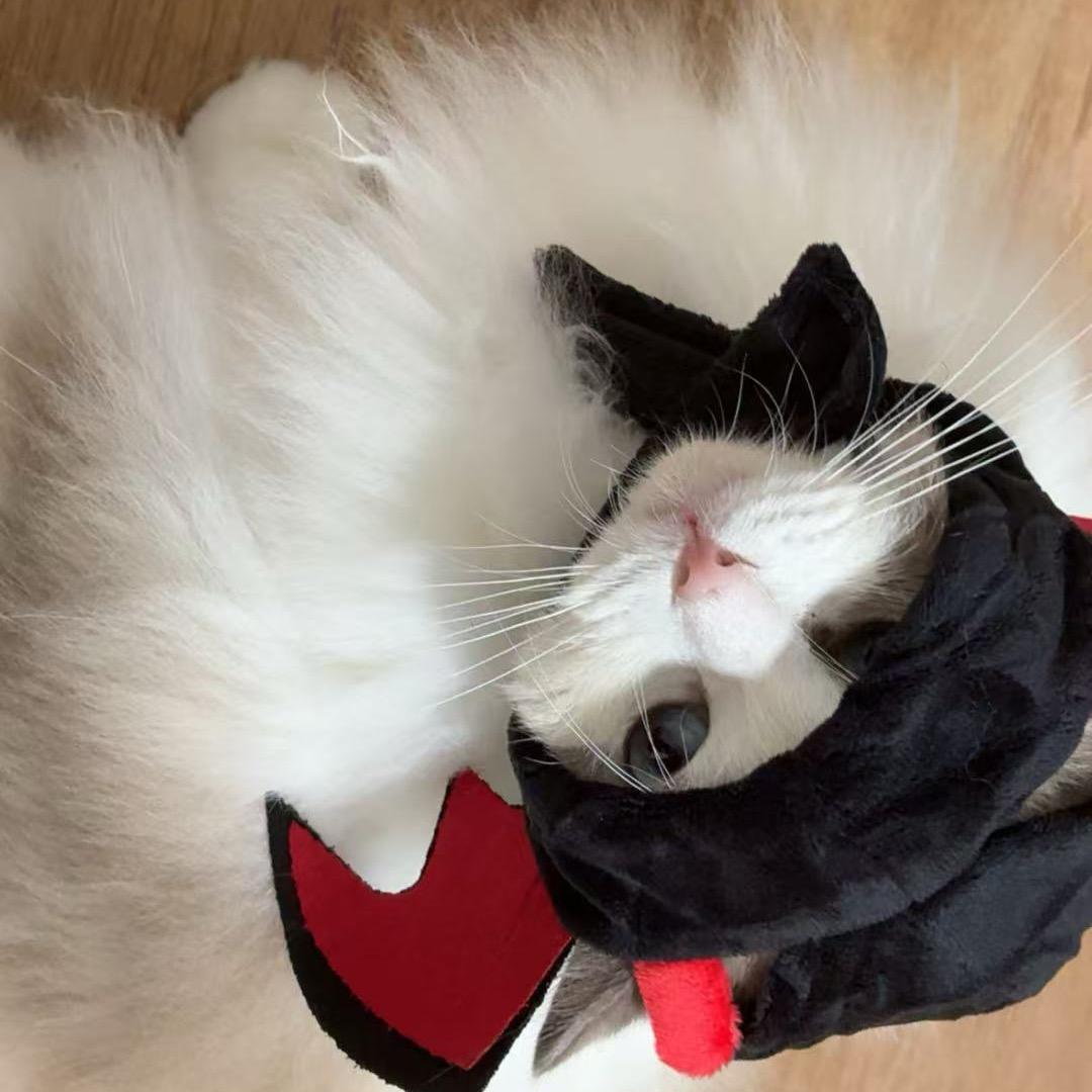世藏白鸟