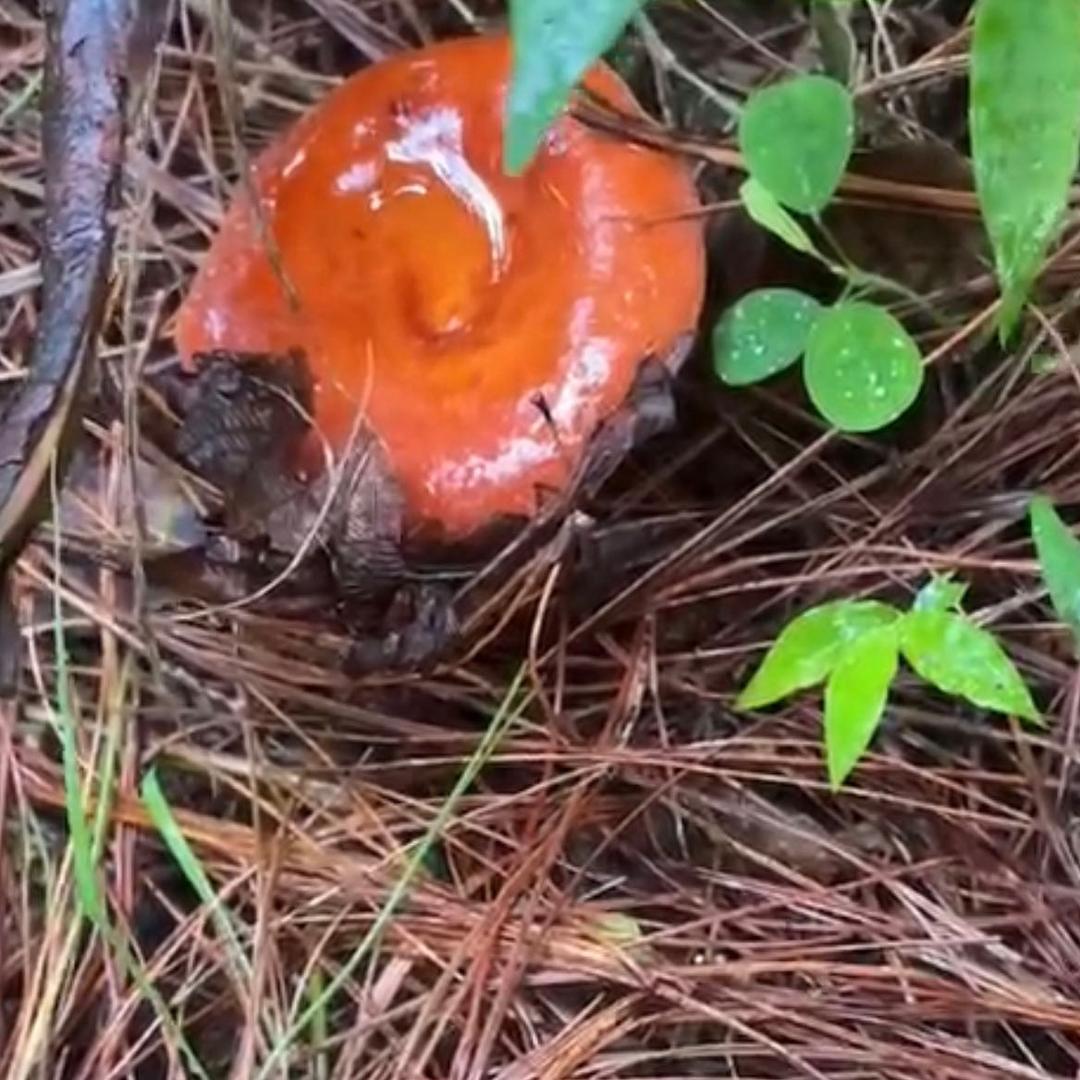 永恒土特产销售部