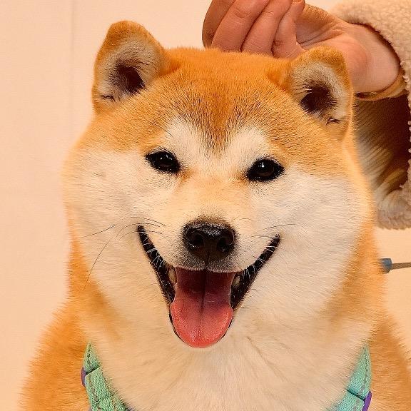 发发酱别这样