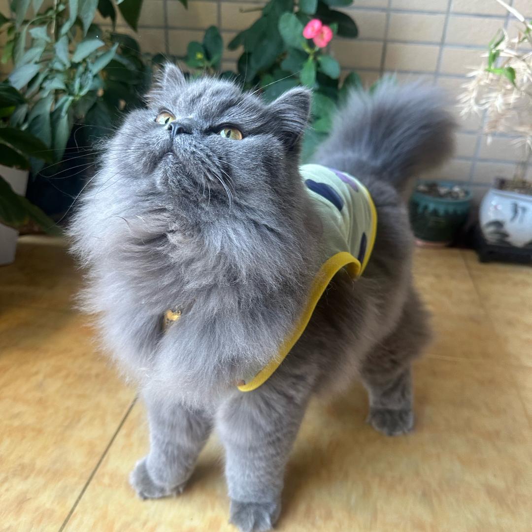 咕噜噜