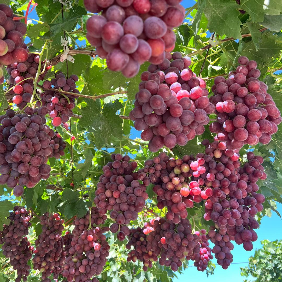 新疆优优吃不胖（🍇葡萄精选）
